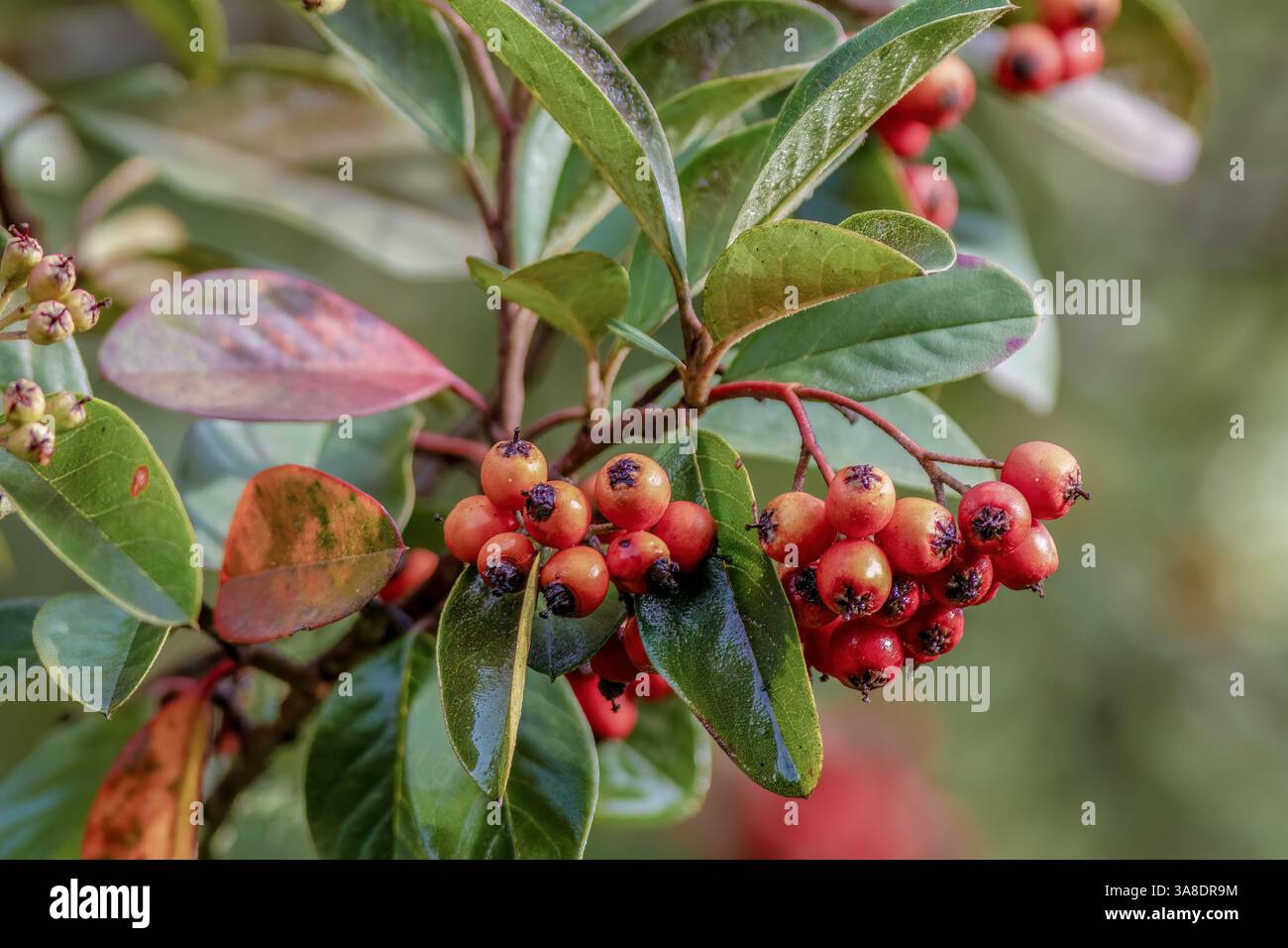 Nahaufnahme der roten Früchte eines exotischen Cotoneaster-Baumes in einem Wald in der Nähe der Kolonialstadt Villa de Leyva im Zentrum Kolumbiens. Stockfoto