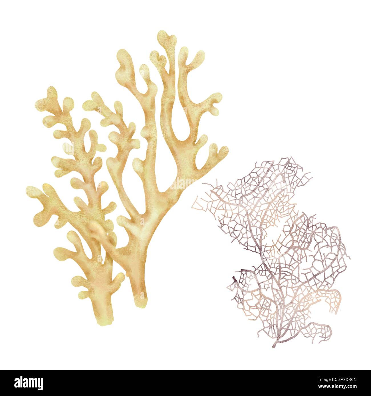 Weiße Korallen, ein Element der Unterwasserwelt und Korallenriffe. Aquarellabbildung. Eine Reihe von Meereskorallenzweigen, isoliert auf einem weißen Hintergru Stockfoto