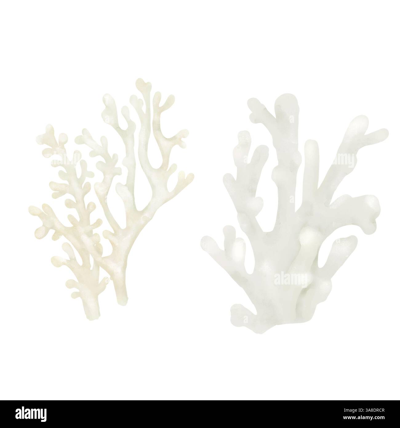 Weiße Korallen, ein Element der Unterwasserwelt und Korallenriffe. Aquarellabbildung. Eine Reihe von Meereskorallenzweigen, isoliert auf einem weißen Hintergru Stockfoto