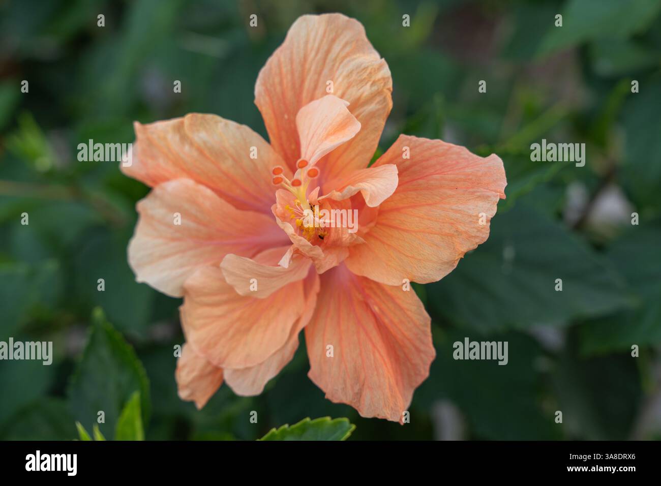 Nahaufnahme einer zarten pfirsichfarbenen Hibiskusblüte mit weichen Blütenblättern und leuchtend gelben Staubblättern, umgeben von grünen Blättern. Stockfoto
