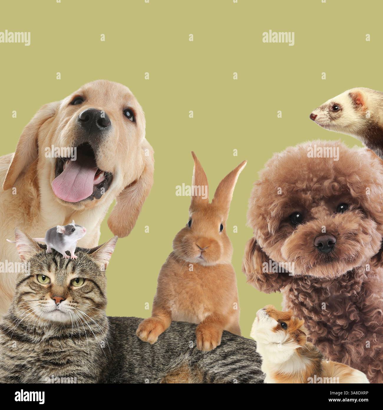 Kaninchen und andere Tiere, die in die Kamera auf olivfarbenem Hintergrund schauen Stockfoto
