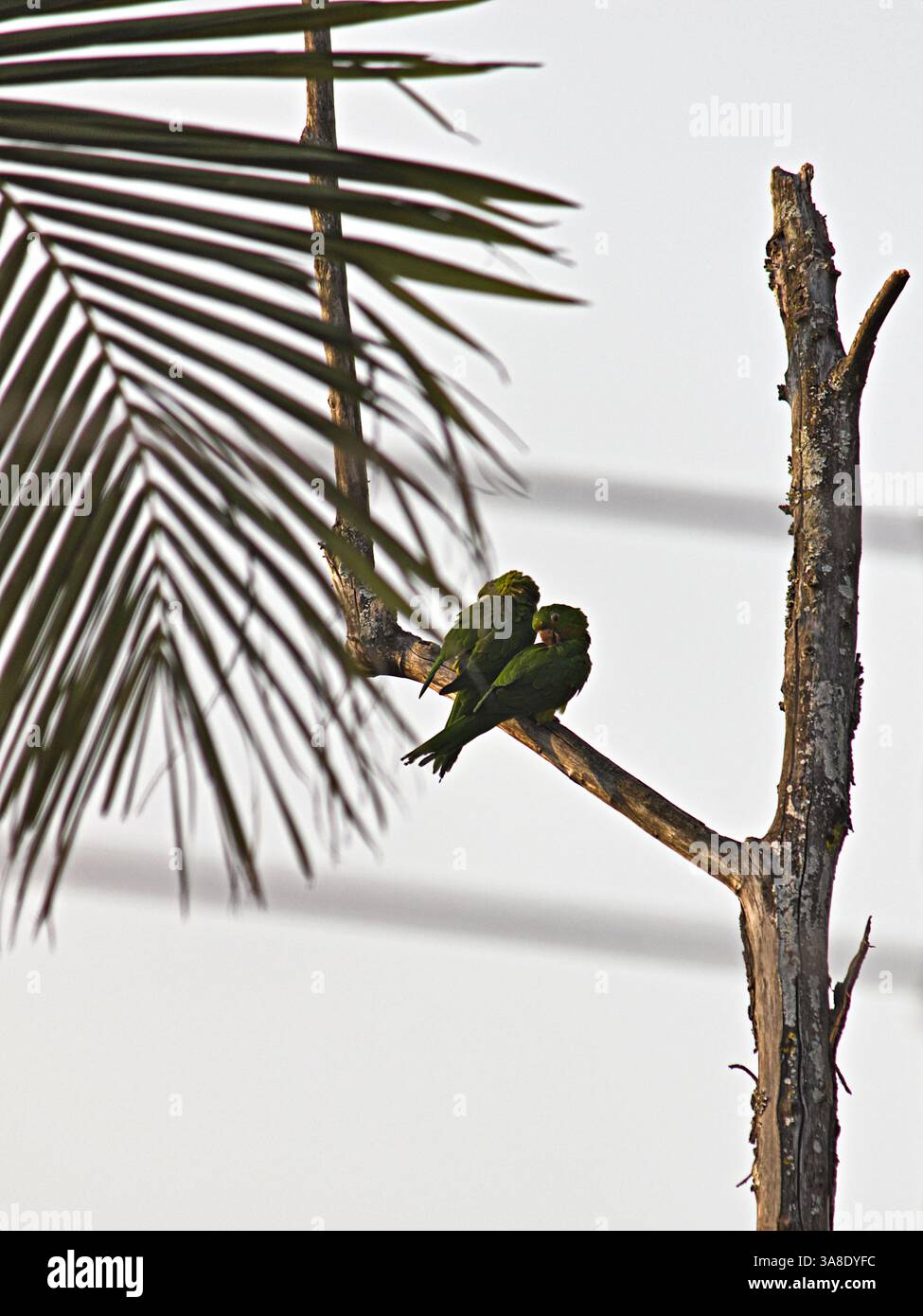 Zwei Papageien (Amazona aestiva), die zusammen auf einem Ast und einem trockenen Areal unter hellem Himmel sitzen. Stockfoto