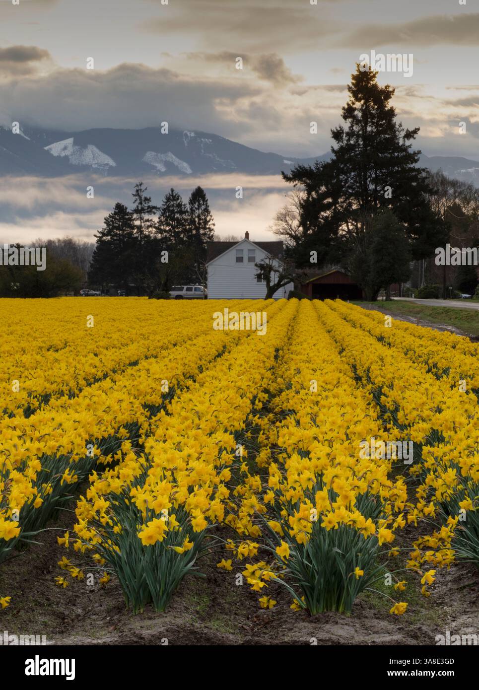 WA26463-00...WASHINGTON - Feld der gelben Narzissen im Skagit Valley bei La Conner. Stockfoto