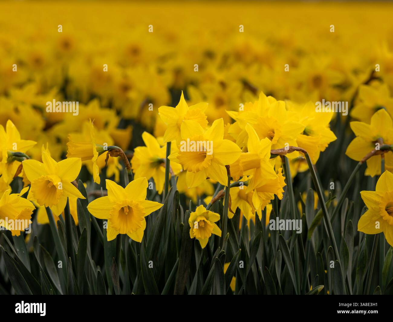 WA26465-00...WASHINGTON - Feld der gelben Narzissen im Skagit Valley bei La Conner. Stockfoto