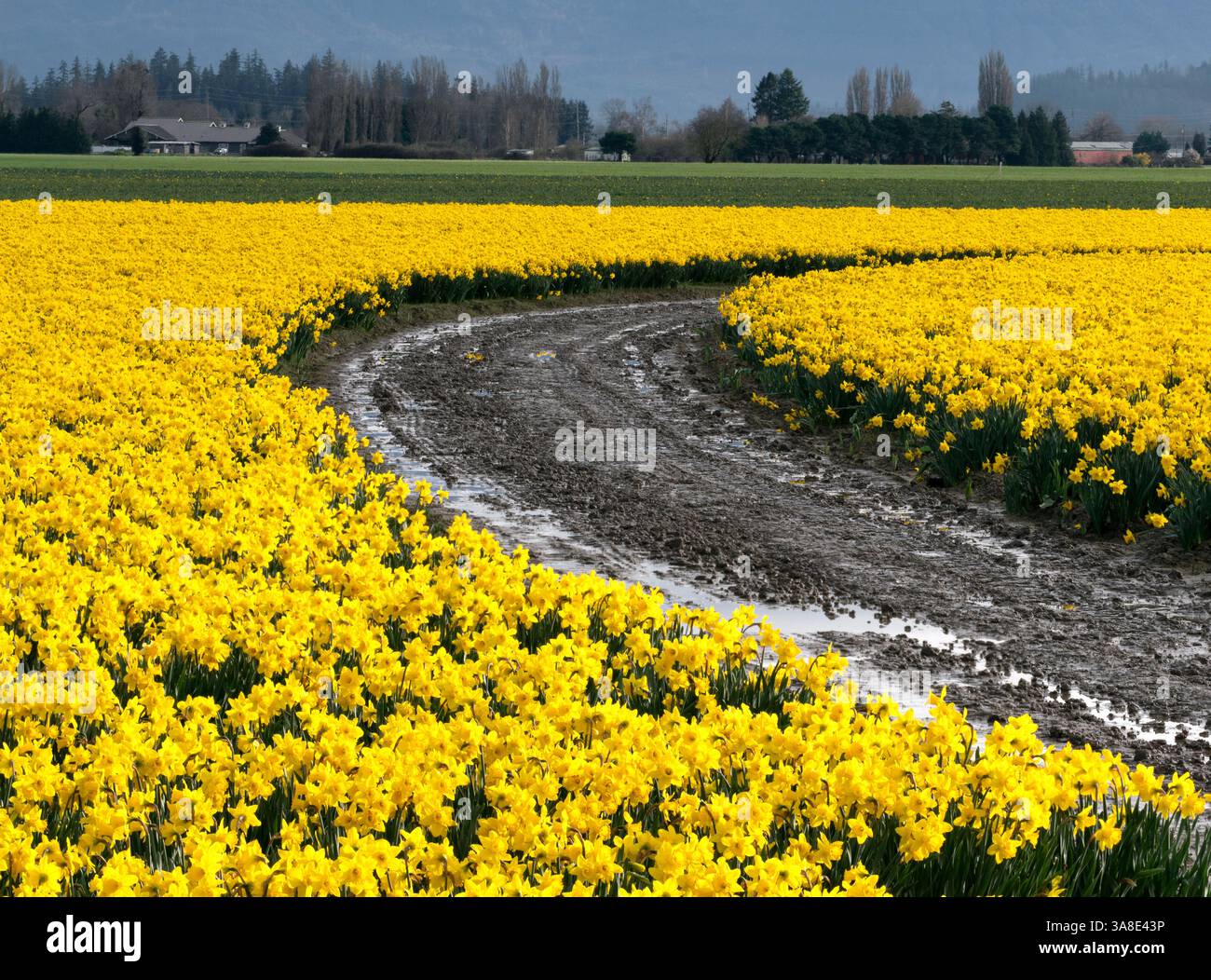 WA26467-00...WASHINGTON - Feld der gelben Narzissen im Skagit Valley bei La Conner. Stockfoto