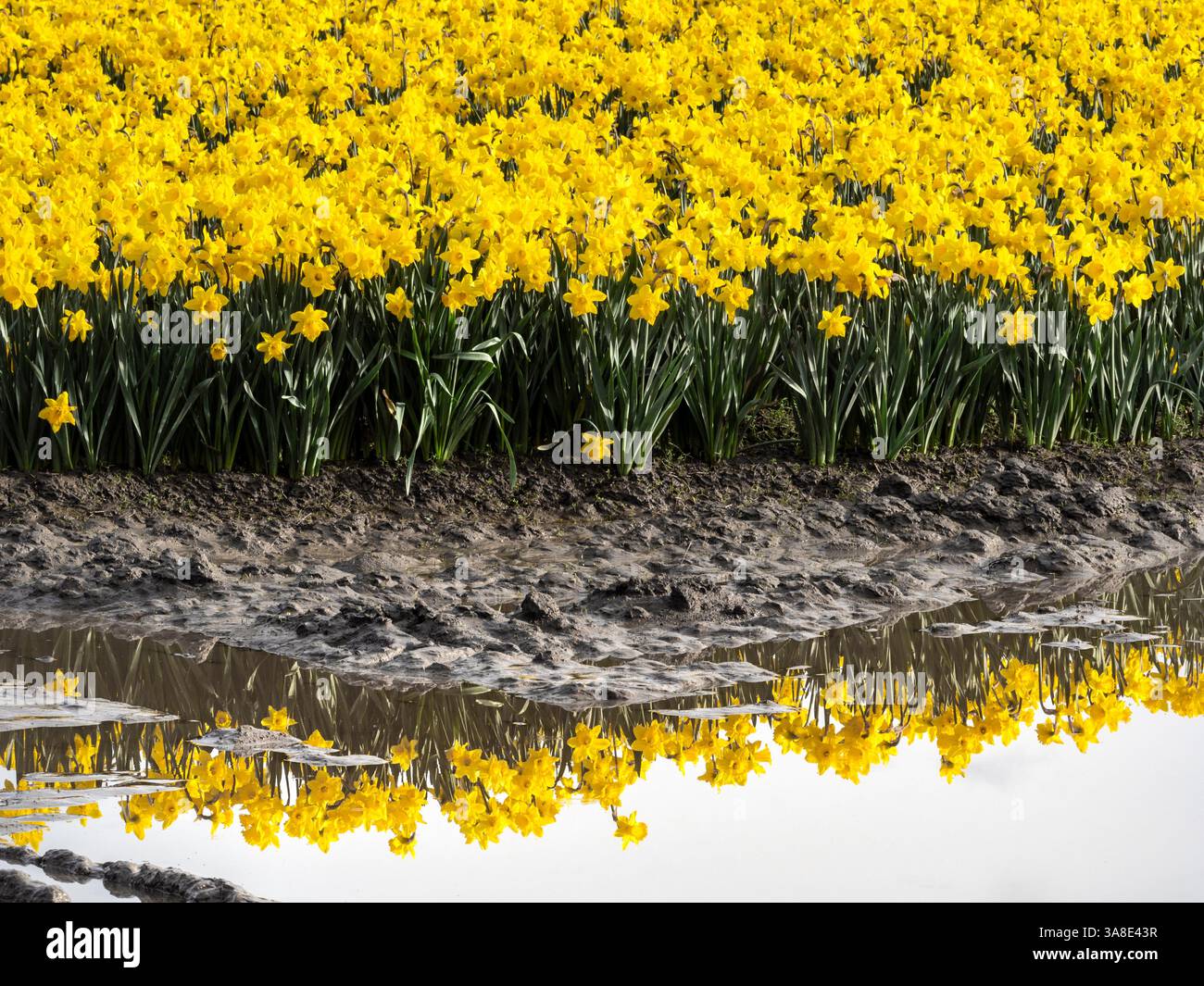 WA26468-00...WASHINGTON - Feld der gelben Narzissen im Skagit Valley bei La Conner. Stockfoto