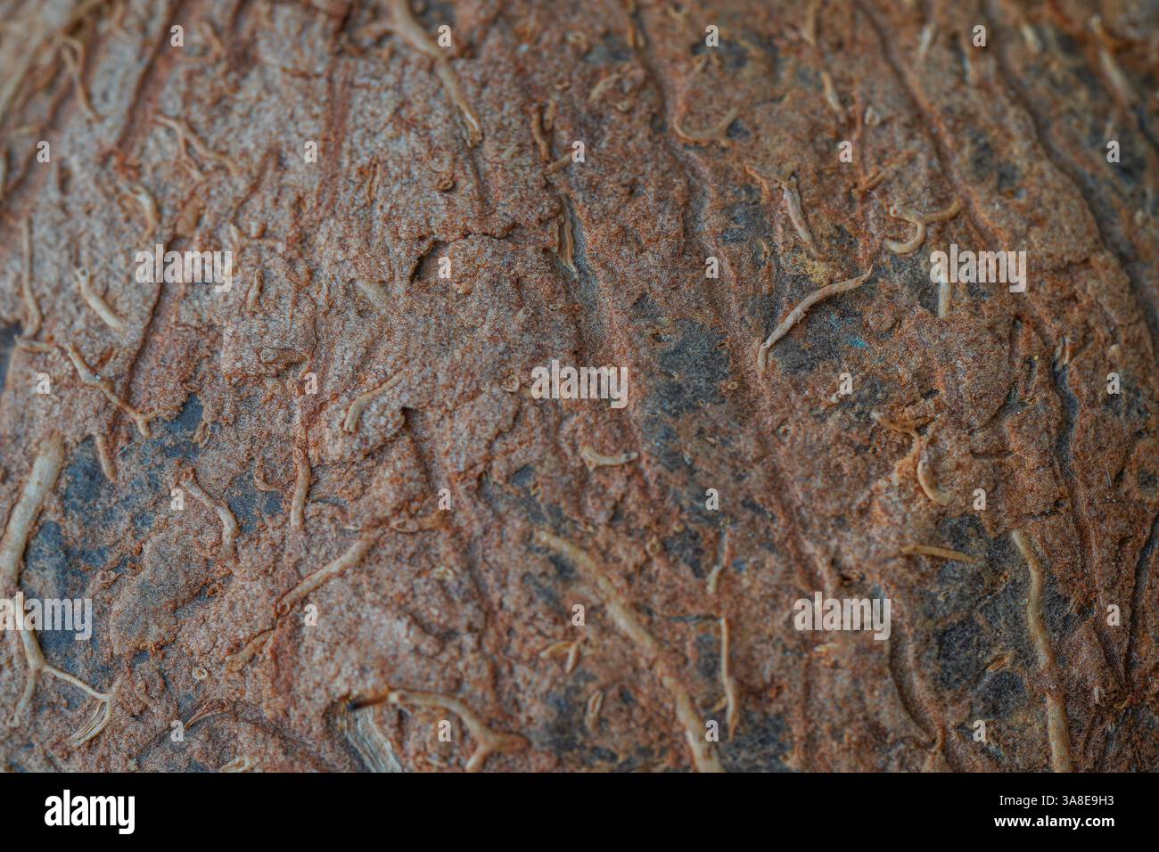 Makroaufnahme einer Kokosnussschale in Nahaufnahme, die ihre raue, faserige Textur hervorhebt. Ideal für Hintergründe, Natur und organische Themen. Stockfoto