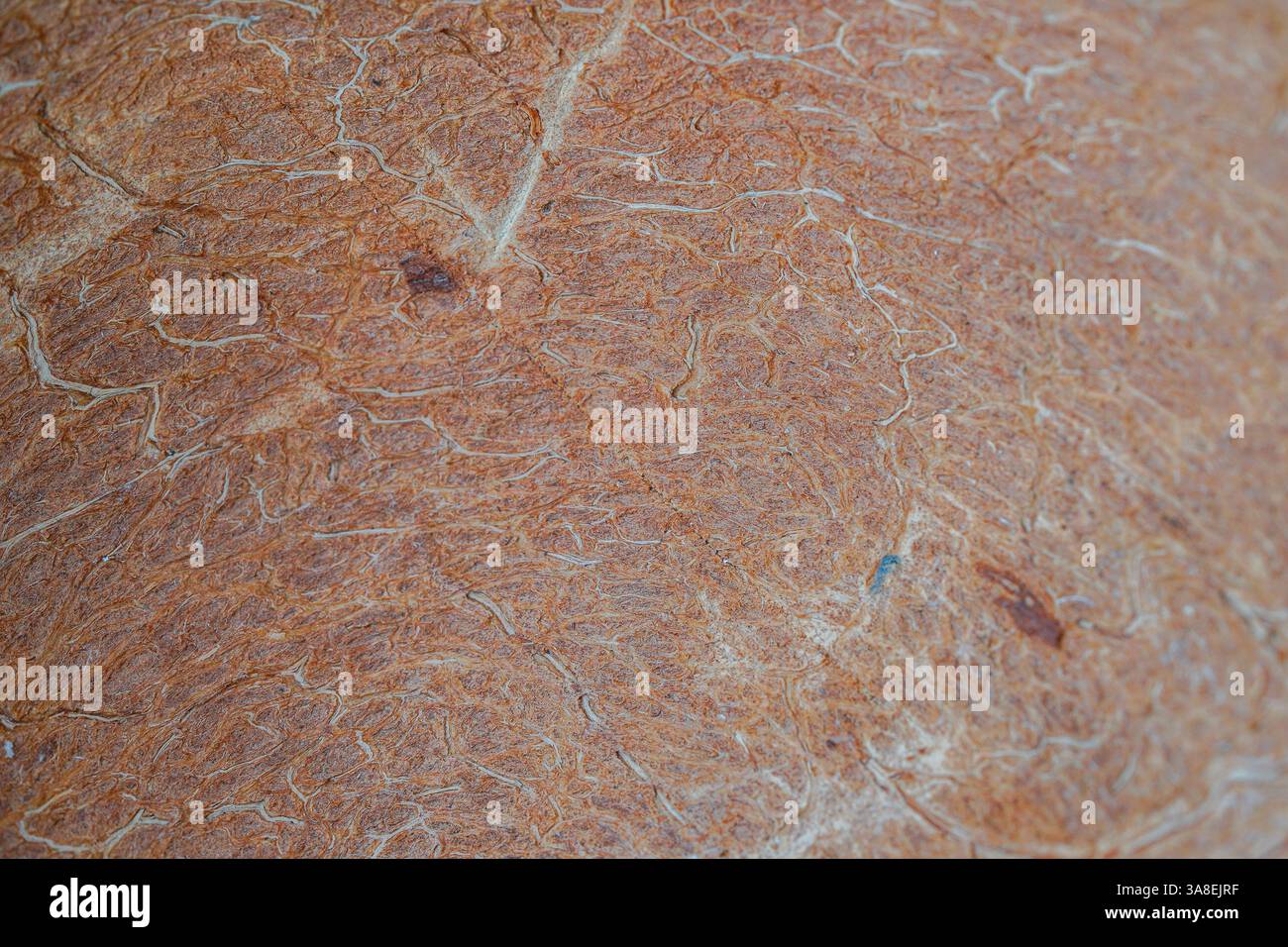 Makroaufnahme einer Kokosnussschale in Nahaufnahme mit komplizierter Textur und natürlichen Faserdetails. Perfekt für Hintergründe und organische Themen. Stockfoto