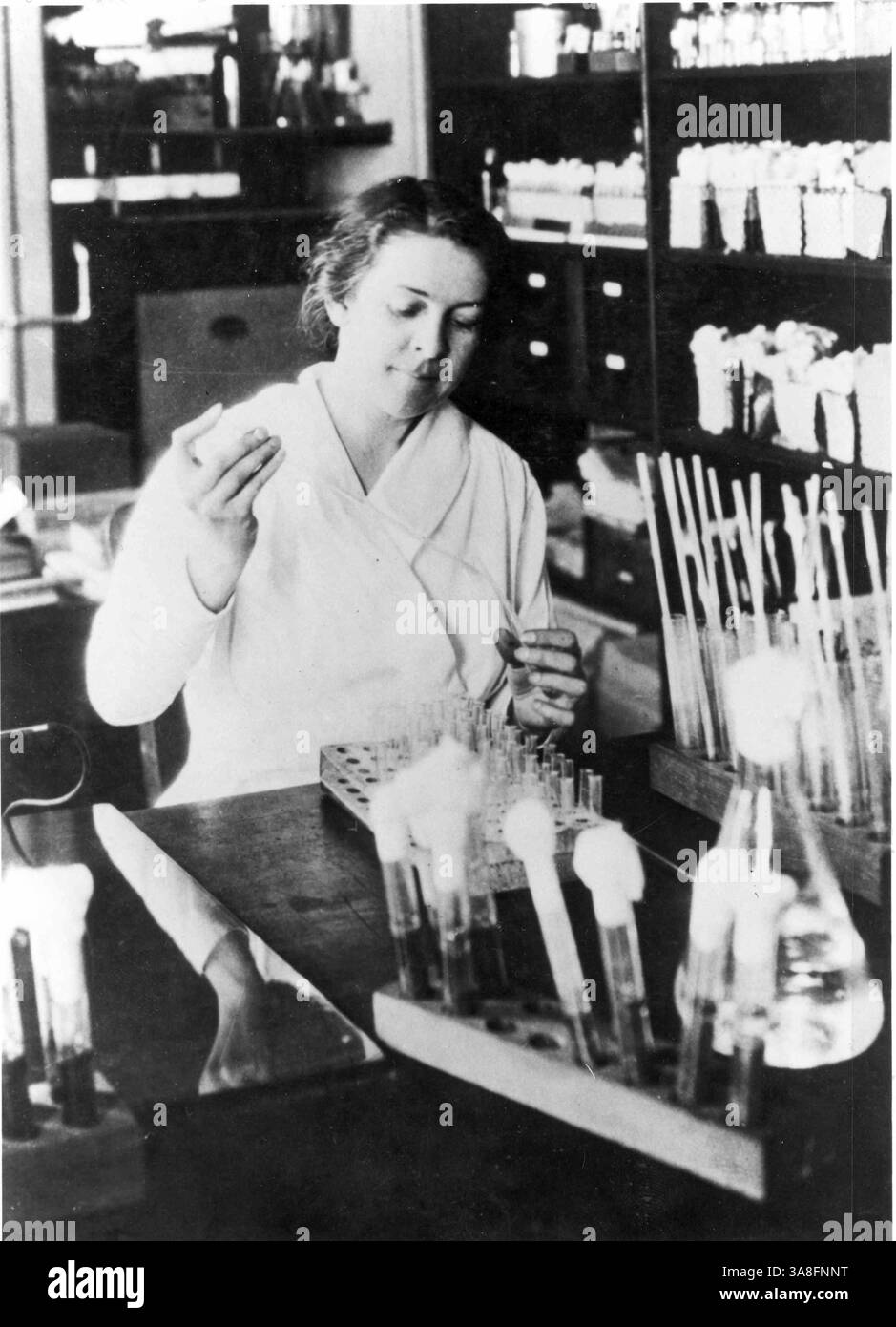 Alice Catherine Evans (* 29. Januar 1881 – 5. September 1975) war eine US-amerikanische Mikrobiologin. Sie wurde Forscherin am US-Landwirtschaftsministerium, wo sie sich mit der Bakteriologie von Milch und Käse beschäftigte. Sie bewies, dass Bacillus abortus (genannt Brucella abortus) die Krankheit Brucellose (Unulantes Fieber oder Malta-Fieber) sowohl bei Rindern als auch beim Menschen verursachte, was 1930 zur Pasteurisierung von Milch in den USA führte. Evans war die erste Frau, die von der Society of American Bacteriologists gewählt wurde. Hier wird sie 1917 im Alter von 36 Jahren in ihrem Labor gesehen. Stockfoto
