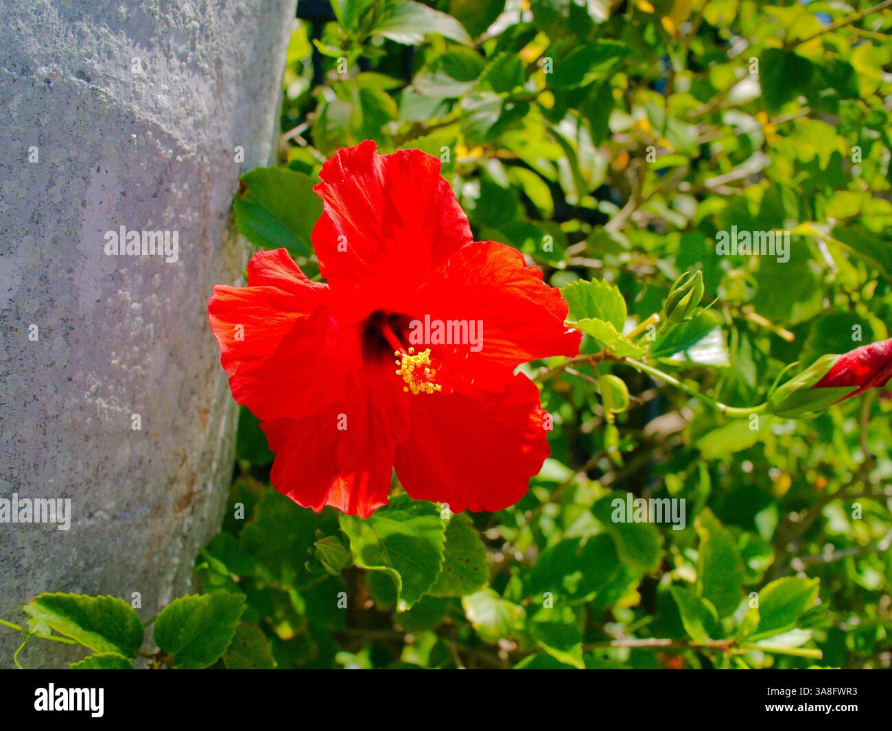 Nahaufnahme lebendiger roter Hibiskusblüten Hibiskus rosa sinensis mit dunklem Zentrum und gelbem Stempel, vor einer Kulisse aus grünem Laub und Licht Stockfoto