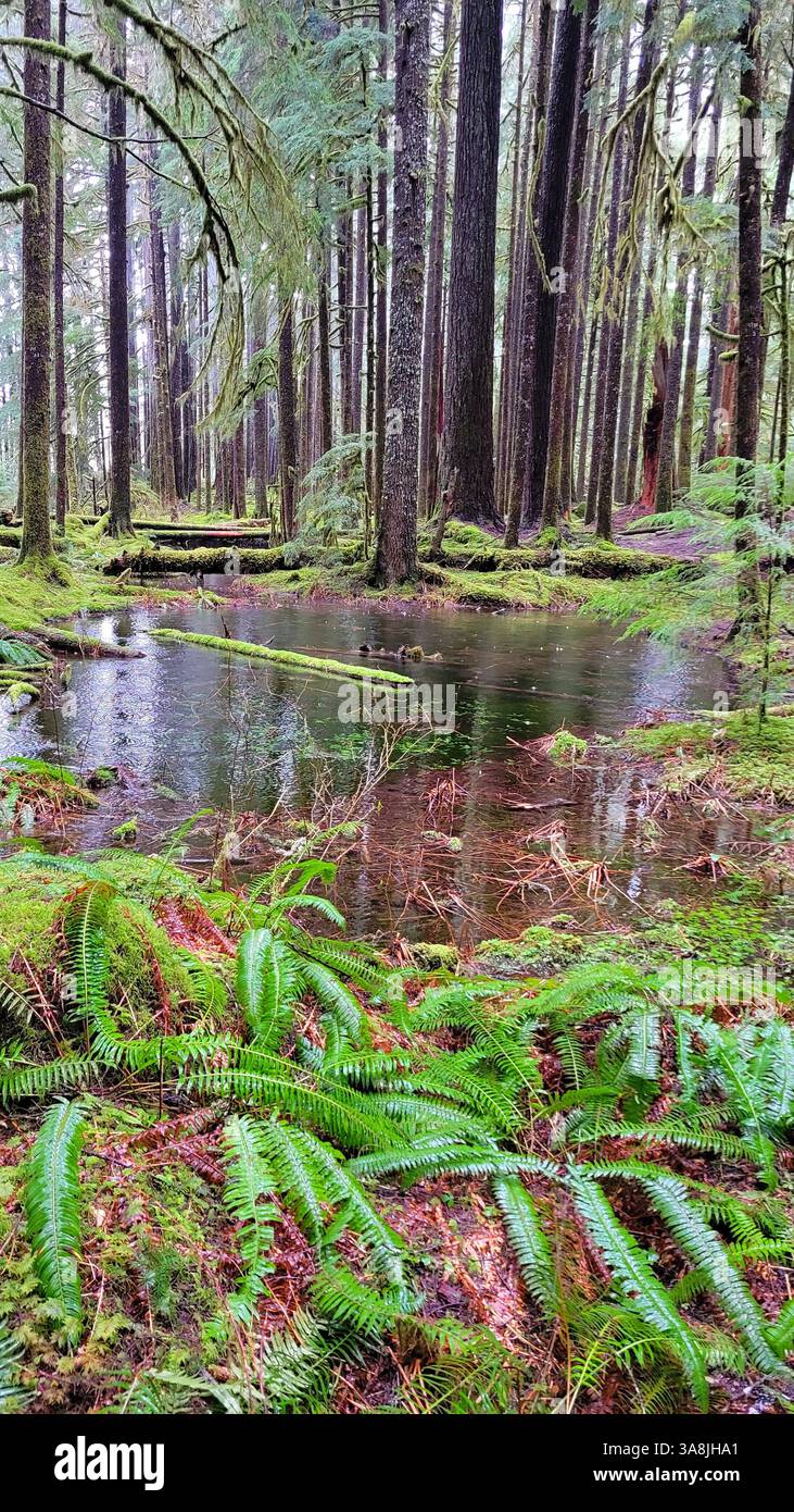 Kleiner Teich bei Ancient Groves im Olympic National Park Stockfoto