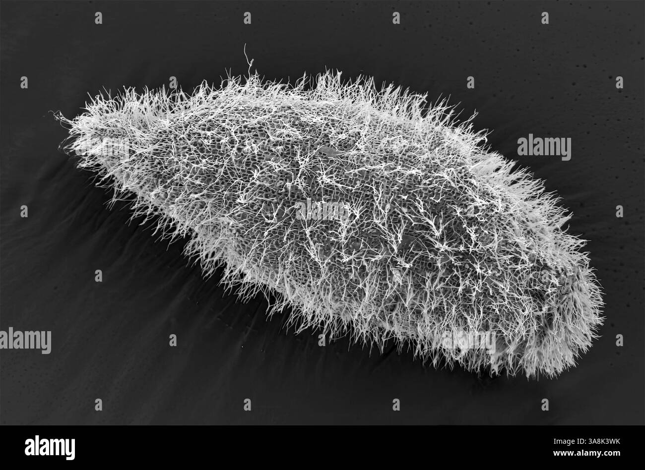 Paramecium protozoan. Schwarz-weiß-Rasterelektronenmikrograph (REM) eines Paramecium ciliate Protozoen. Paramecium-Arten sind einzelluläre Flimmerprotozoen, die häufig als Vertreter der Ciliatgruppe Ciliophora untersucht werden. Sie sind in aquatischen Umgebungen weit verbreitet, einschließlich Süßwasser, Brackwasser und Meeresumwelt. Sie sind häufig in stagnierenden Becken und Teichen vorhanden. Einige Arten werden im Labor leicht kultiviert und werden daher in Klassenzimmern und Labors häufig zur Untersuchung einzelliger biologischer Prozesse eingesetzt. Vergrößerung: 600 x bei Druck mit einer Breite von 10 cm. Stockfoto