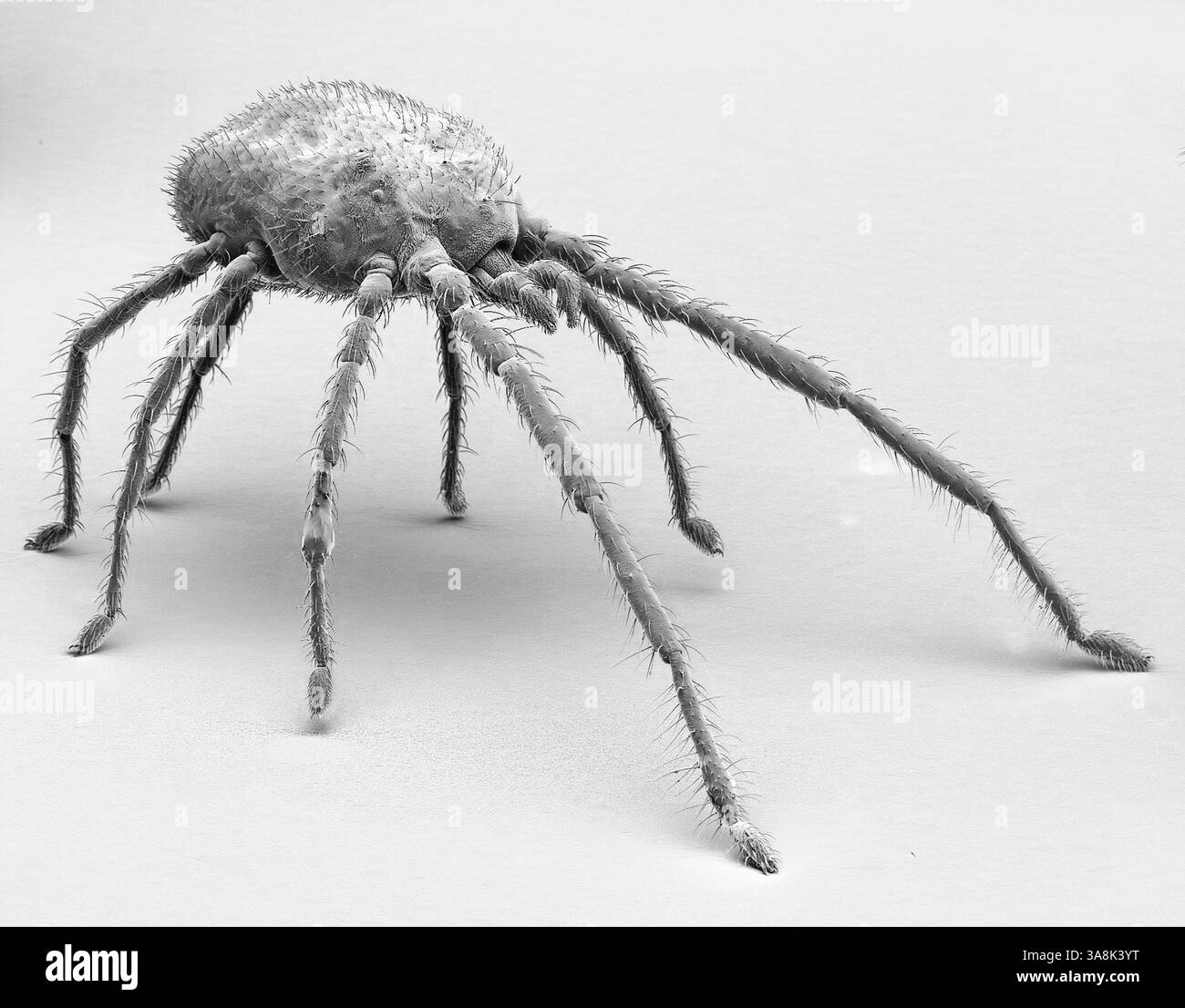 Milbe. Schwarz-weiß-Rasterelektronenmikrograph (REM) einer Raubmilbe. Milben sind kleine Arthropoden der Unterklasse Acari und der Klasse Arachnida. Milben gehören zu den vielfältigsten und erfolgreichsten aller Wirbellosen-Gruppen. Milben mit ausgeprägten Handflächen und langen Beinen, das vordere Paar zeigt nach vorne, sind typischerweise räuberisch. Vergrößerung: X 35, wenn 10 Zentimeter breit gedruckt. Stockfoto