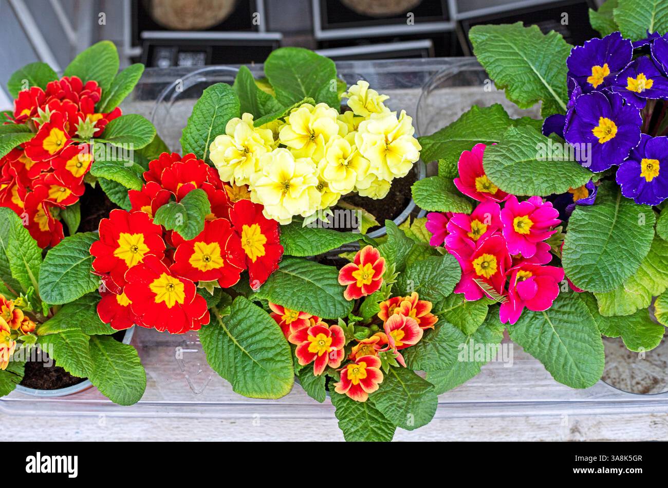Farbenfrohe Veilchen draußen. Zierblumen wachsen Stockfoto