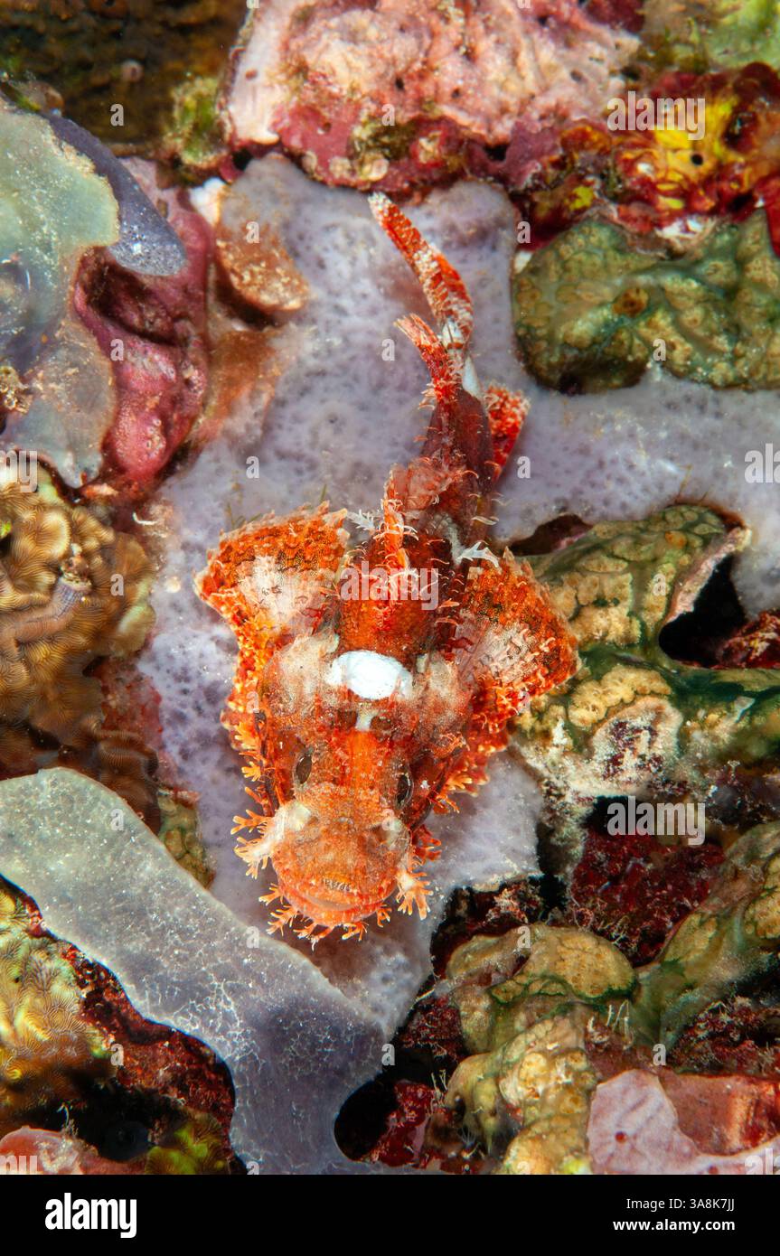 Tassled Skorpionfisch, Scorpaenopsis oxycephala, auf einem Schwamm, Raja Ampat Indonesia Stockfoto