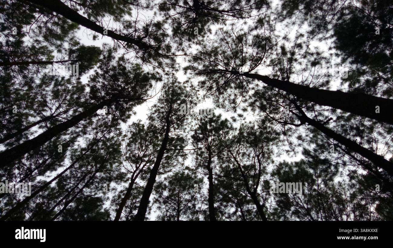 Kiefernwald von unten, mit Blick in den Himmel. Die hohen, hoch aufragenden Bäume erstrecken sich, ihre Äste bilden ein natürliches Baldachin - Smartphone-aufgenommenes Stockfoto