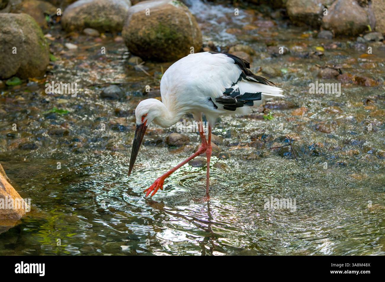 Der orientalische Weißstorch, ein erstklassiges geschütztes Tier in China. Stockfoto