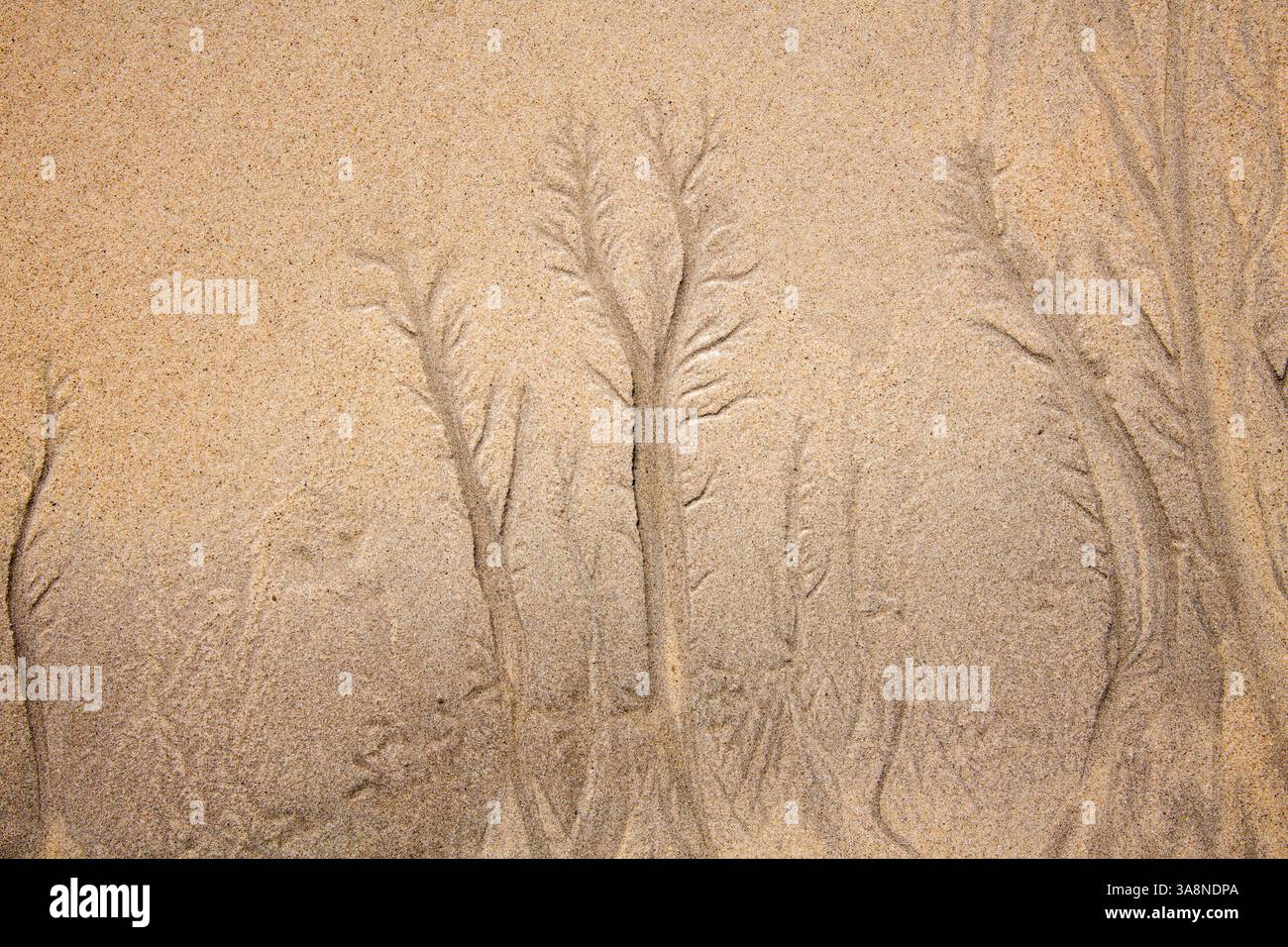 Muster im Sand, ein Traigh Iochain Strand, Caolas, Caoles, Isle of Tiree, Innere Hebriden, Schottland Stockfoto