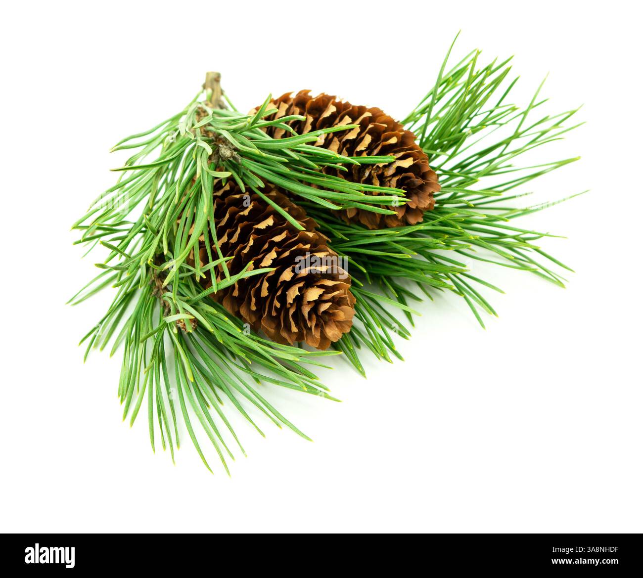 Ein kleiner Tannenzweig mit Kegeln, in Nahaufnahme auf weißem Hintergrund mit Schatten, ideal für Weihnachtsdekorationen. Stockfoto