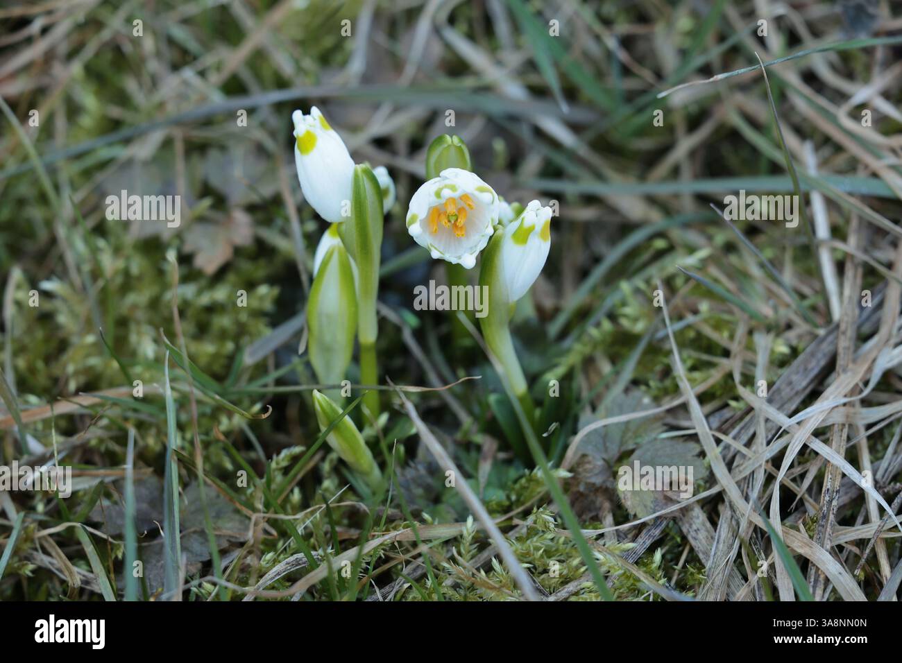 Einsame weiße Blume Leucojum Schneeglöckchen im Gras im Frühjahr mit gelben Blütenstempeln Stockfoto