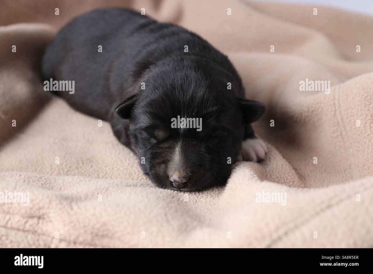 Ein kleiner Welpe, der auf einer beigen Decke schläft Stockfoto