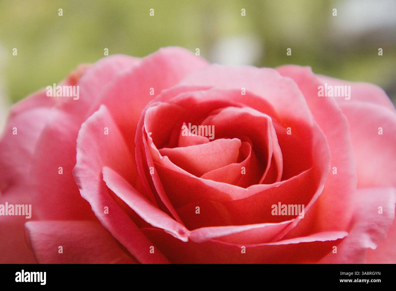 Sanft rosa Rosenknospen mit Wassertropfen aus nächster Nähe. Makroblumenkister, Staubblätter, Blütenblätter. Mit Blumenmotiv. Aromatische Teerose für die kosmetische Herstellung. Stockfoto