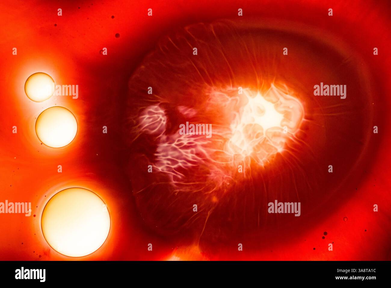 Makrofoto farbiger Flüssigkeiten, die sich in Wasser mischen, mit leuchtenden Orangetönen und Ölblasen. Mit künstlerischer Beleuchtung aufgenommen. Stockfoto