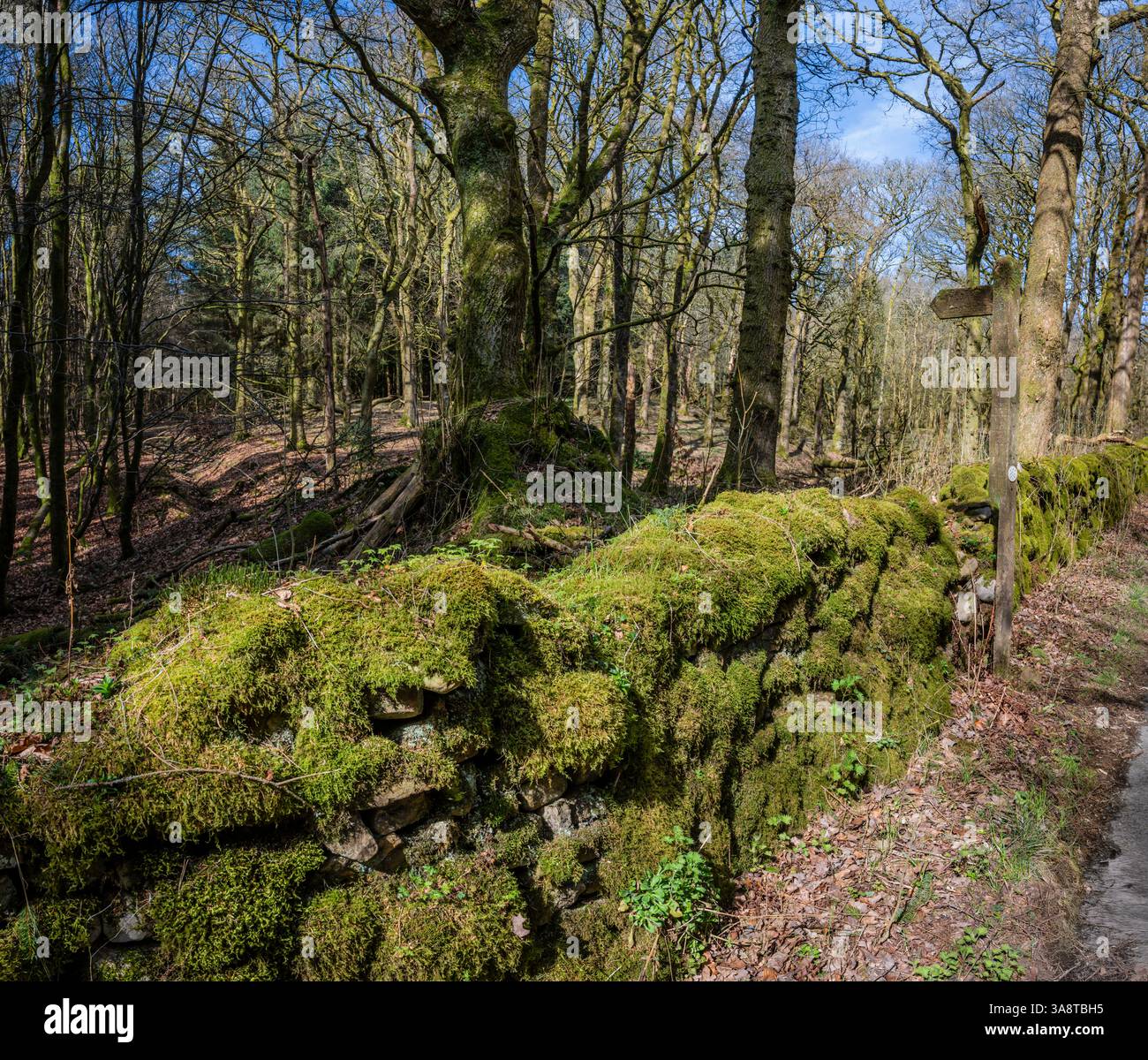 Moosbedeckte Mauer und Wegweiser zu Wanderwegen durch Gisburn Forest, Lancashire, Großbritannien. Stockfoto