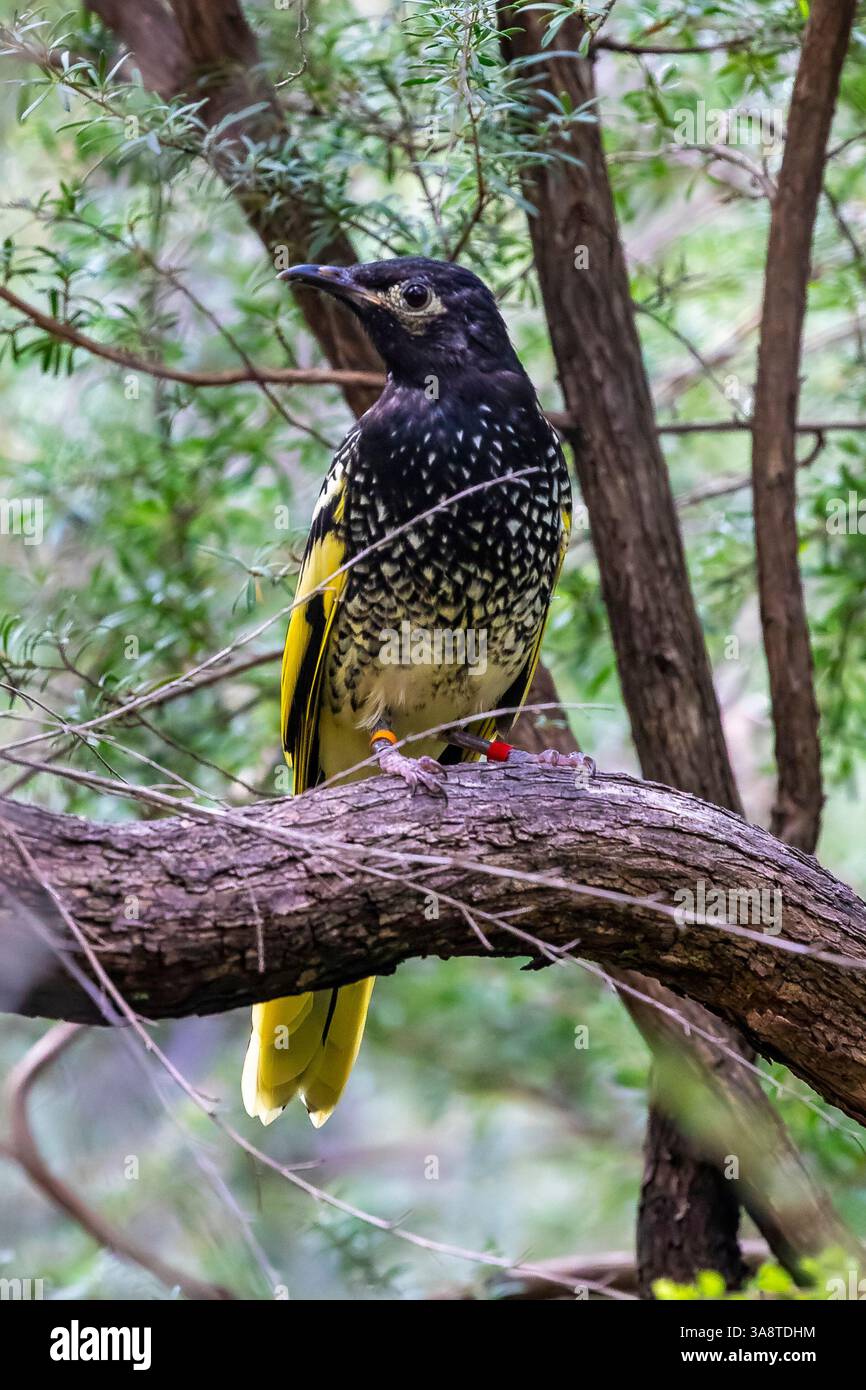 Der Regente Honeyeater (Anthochaera phrygia) ist ein bedrohter Vogel, der im Südosten Australiens endemisch ist. Es wird allgemein als Flaggschiff angesehen Stockfoto