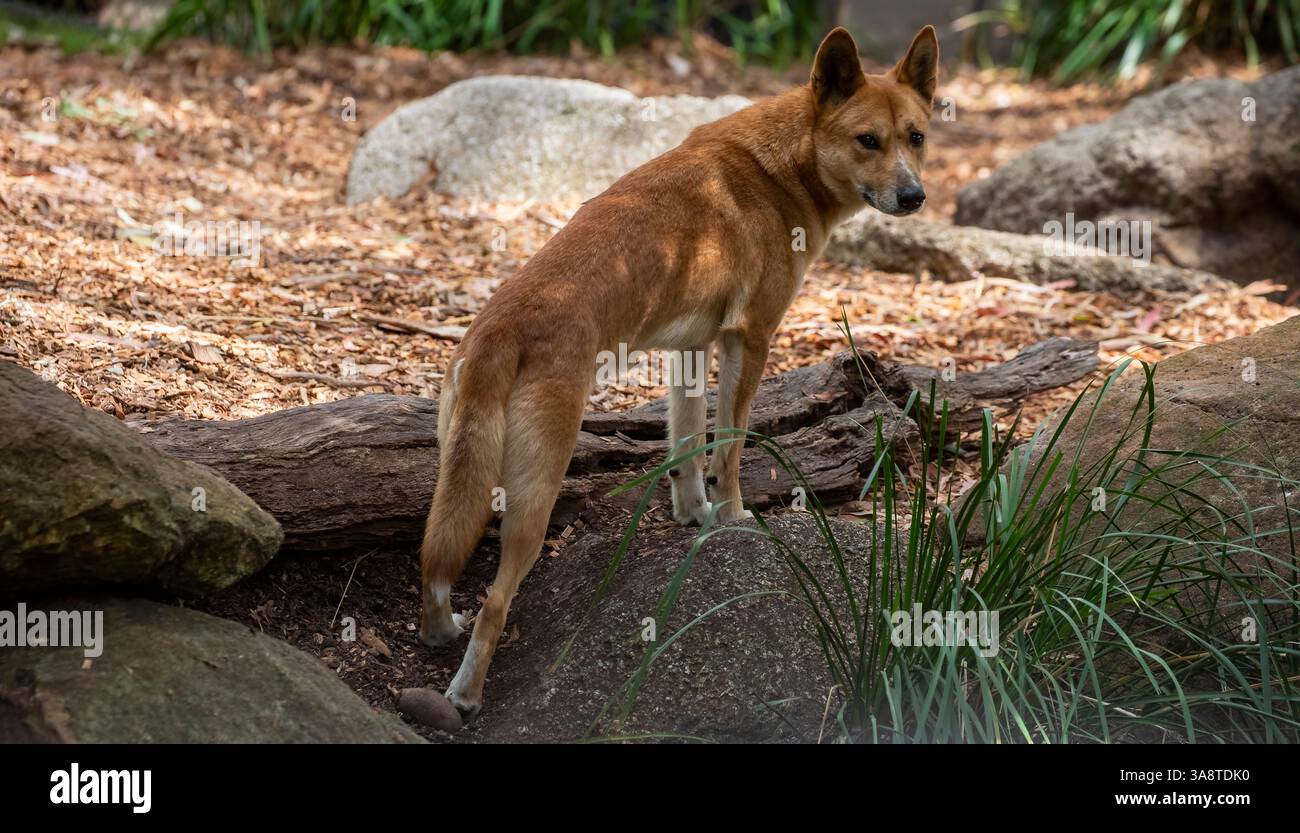 Der Dingo (Canis Lupus dingo) ist ein Wildhund aus Australien. Er hat einen schlanken Körper, ein kurzes Fell und normalerweise ein goldenes oder rötlich-braunes Fell. Stockfoto