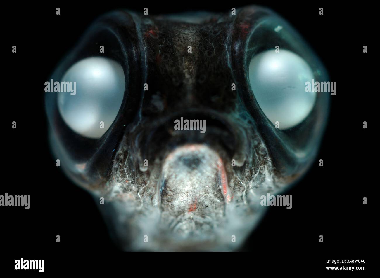 Dieser juvenile Bathylagus antarcticus ist ein Tiefseeduchs der Gattung Bathylagus, der in allen südlichen Ozeanen bis weit südlich der Antarktis von Th Stockfoto