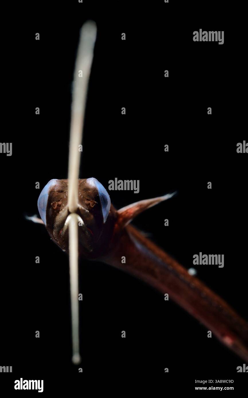 [Gefangener] Boxer-Scharfaal (Nemichthys curvirostris), Tiefseefische. Atlantik in der Nähe von Kap Verde | der Schnepfenaal (Nemichthys curvirostris) f Stockfoto
