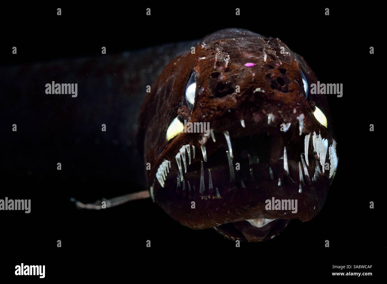 [In Gefangenschaft] schuppenloser schwarzer Drachenfisch (Melanostomias biseriatus), Tiefseefisch. Atlantik in der Nähe von Kap Verde | der im Atlantik zu findende Drach Stockfoto