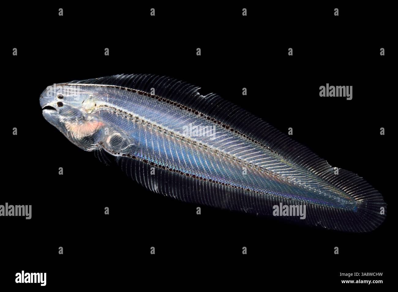 [Captive] Plattfischlarve (Soleidae) mit asymmetrischem bodie. Wenn sich die Larve zu einem adulten asymmetrischen Wirbelkörper entwickelt, wandert das rechte Auge aus der r Stockfoto