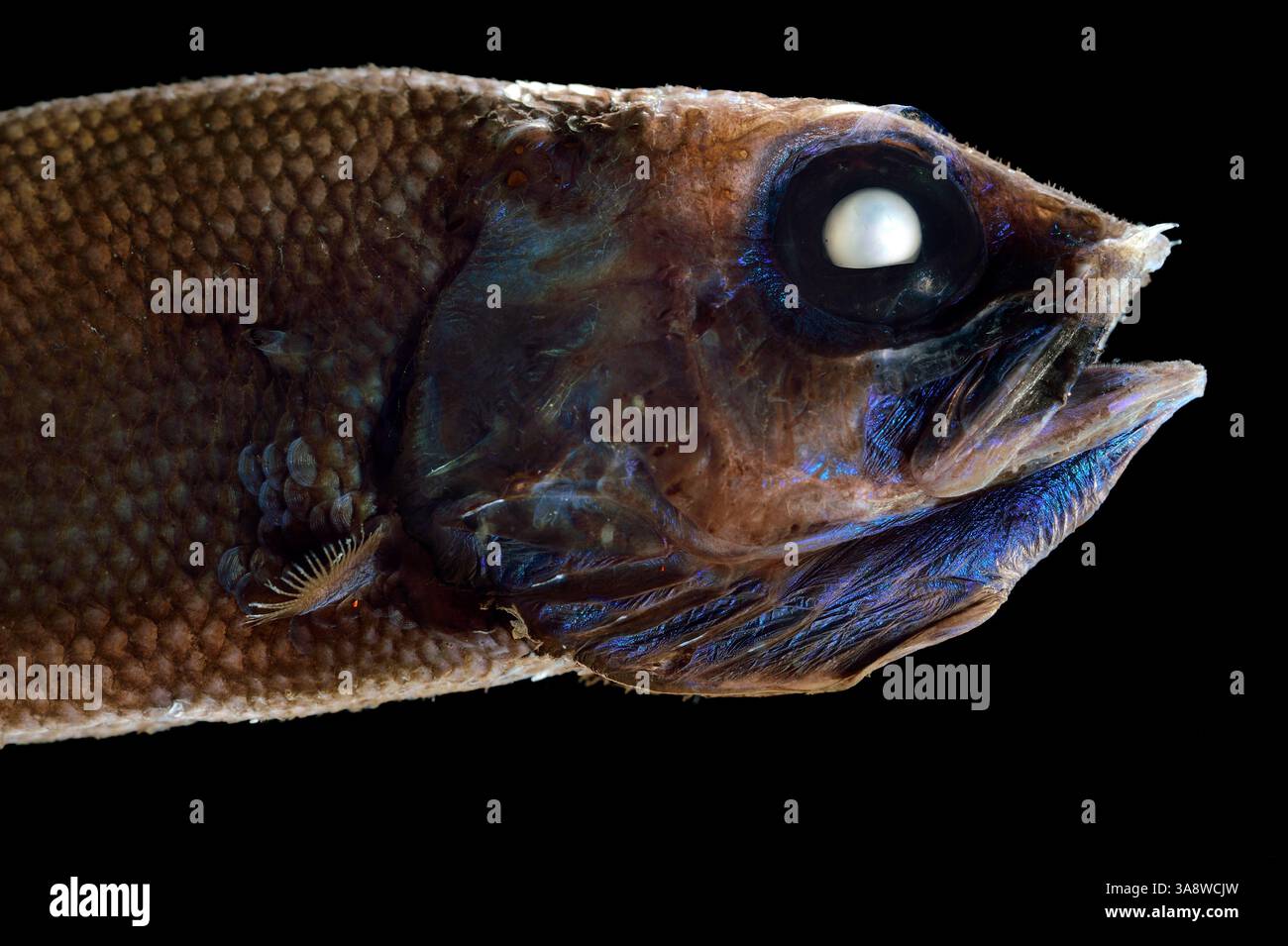 [Captive] Searsid (Maulisia sp), Tiefseefische, Atlantik, in der Nähe von Kap Verde | Stockfoto