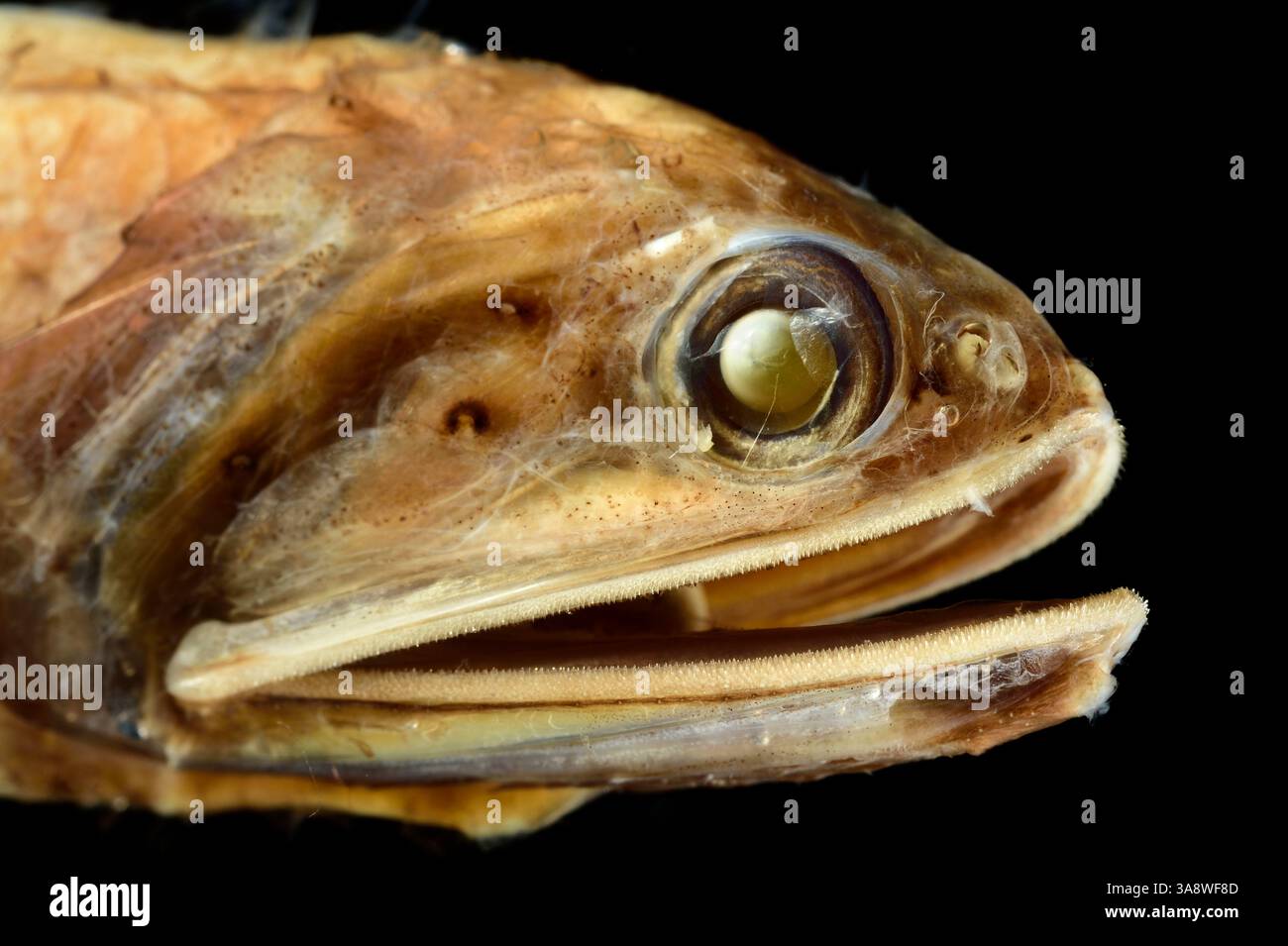 Juwel Laterne (Lampanyctus crocodilus) (Risso, 1810) der Laterne lebt im Hochozeanischen, zwischen 700 und 1.000 m tagsüber (mit Jungtieren im Th Stockfoto