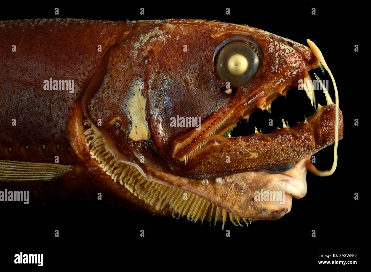 GEOMAR 4/4c Stockfoto