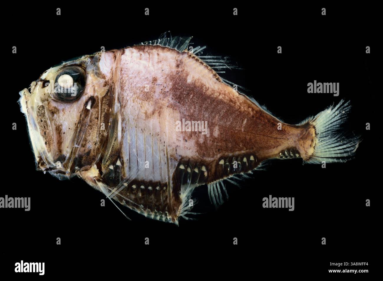 GEOMAR 36/23 Stockfoto