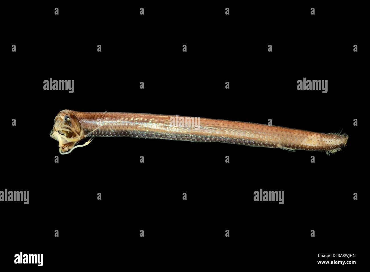 GEOMAR 38/5 Stockfoto