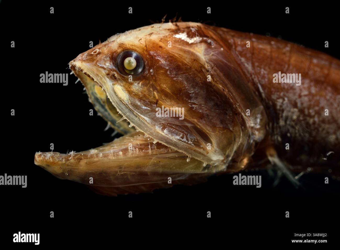 GEOMAR 17x Stockfoto