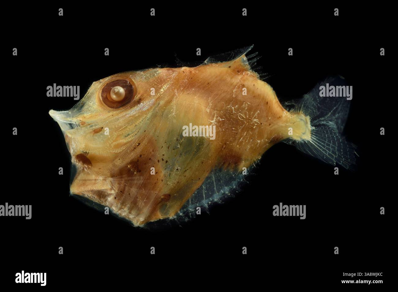 GEOMAR 37/1 Stockfoto