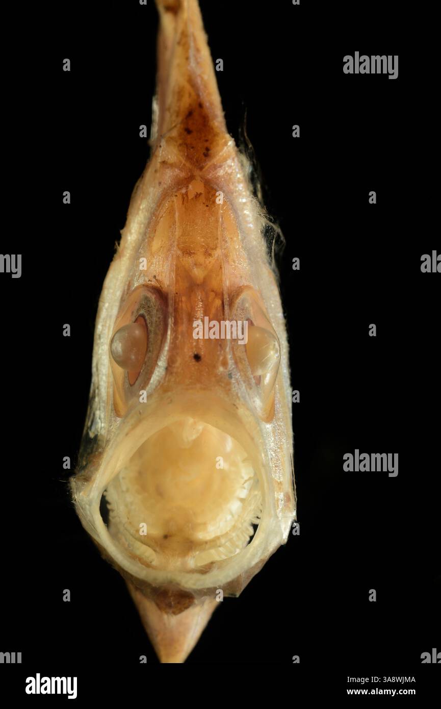 GEOMAR 37/1 Stockfoto