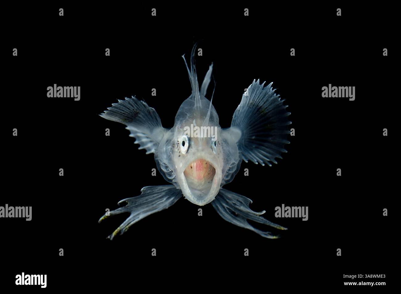 [Captive] Larvengans (Lophius sp.) Sie unterscheiden sich deutlich von Erwachsenen und sind seitlich flach mit langgestreckten Rücken- und Brustflossenstrahlen. Co Stockfoto