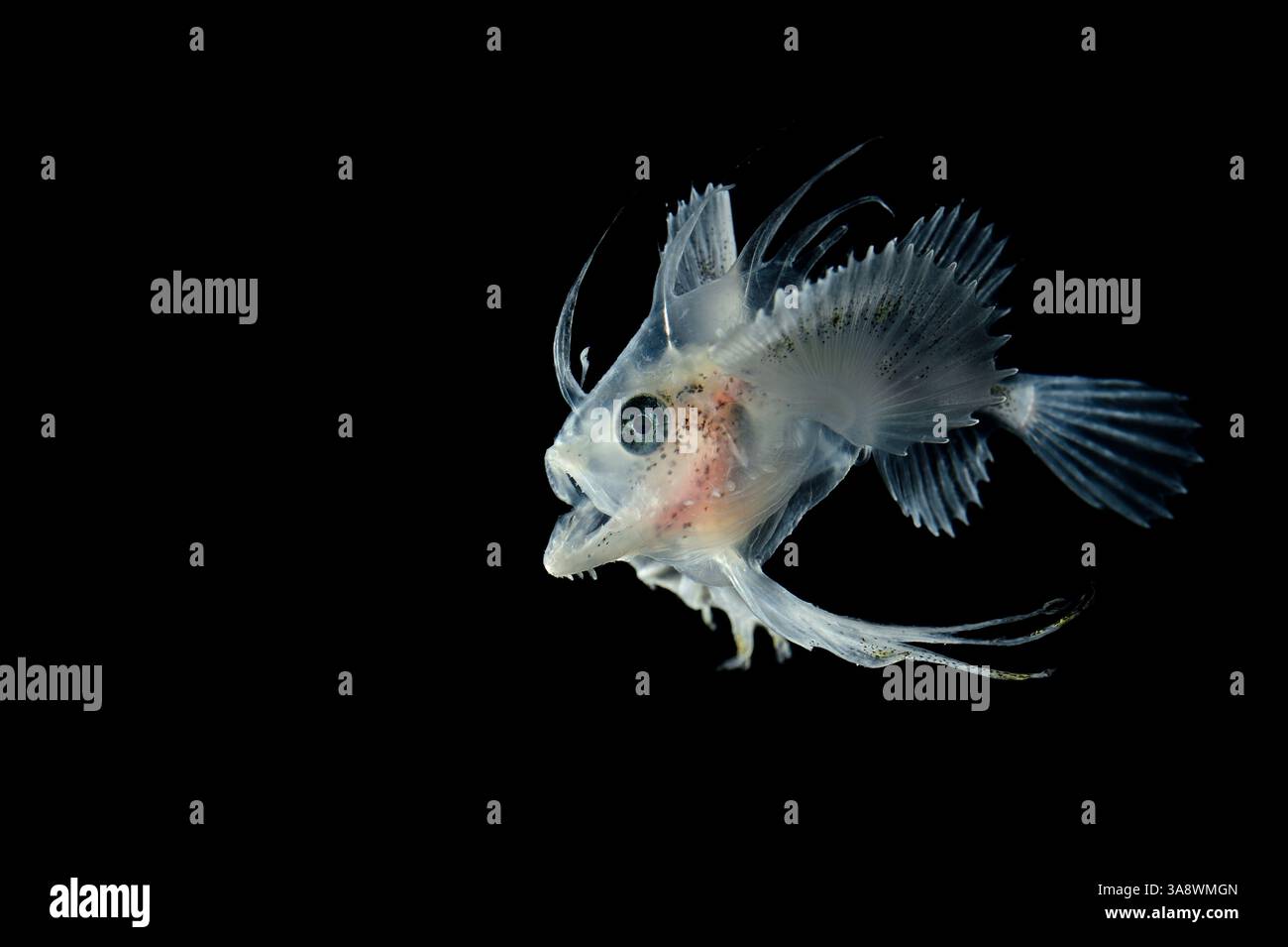 [Captive] Larvengans (Lophius sp.) Sie unterscheiden sich deutlich von Erwachsenen und sind seitlich flach mit langgestreckten Rücken- und Brustflossenstrahlen. Co Stockfoto