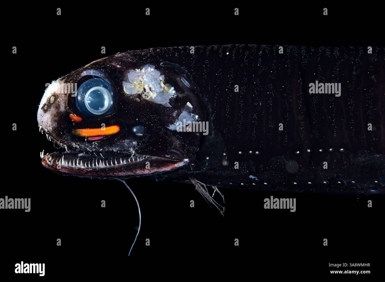 Pachystomias microdon, der kleine Zahn-Drachenfisch, ist eine einzigartige Art von Barbeled Drachenfisch. Er ist einer der drei Tiefseefische Stockfoto