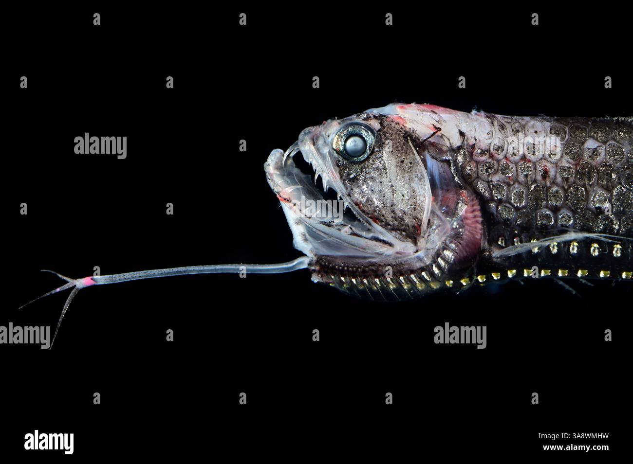 Der Schuppenfisch (Stomias boa) ist bekannt für seine charakteristische lange Barbe unter dem Unterkiefer, ein charakteristisches Merkmal der Familie der Stomiidae Stockfoto