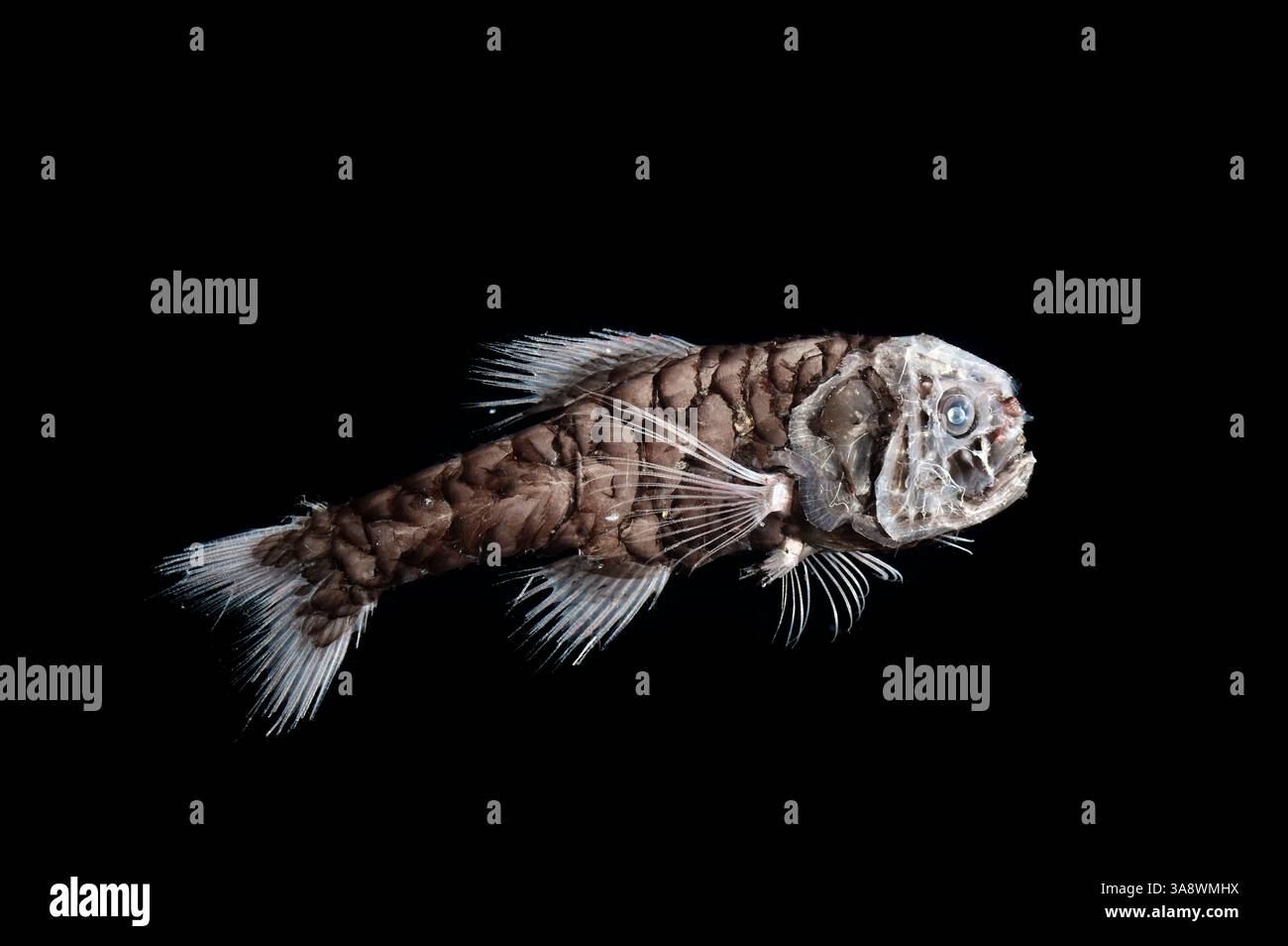 Der Tiefseefisch Scopelogadus sp., ein Mitglied der Ridgeheads, der im Südatlantik in der Auftriebsregion Benguela vor der Küste von Süd A gefunden wurde Stockfoto