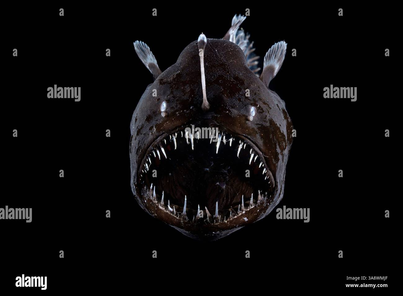[Gefangener] Tiefseeteufel, Johnson's Abyssal Seadevil (Melanocetus johnsonii), ein Tiefseefisch, der im Atlantik gefunden wird, ist bekannt für seine Art Stockfoto