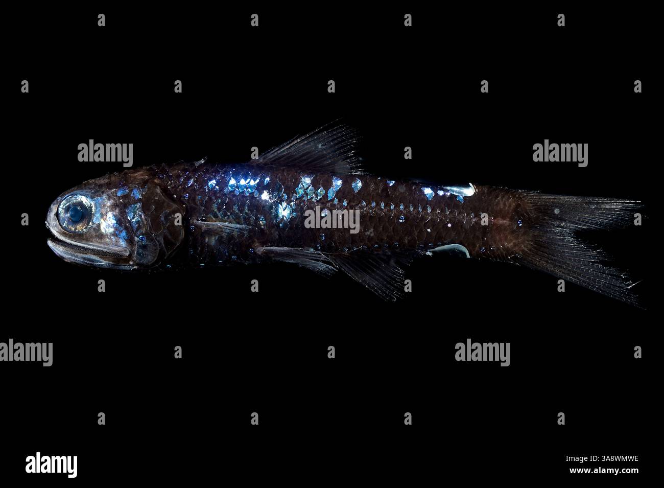 Lampadena pontifex, eine Art von Rochenflossen aus der Familie der Laternenfische, kann bis zu 11,0 cm wachsen und findet sich in der Regel in der Tiefe Stockfoto