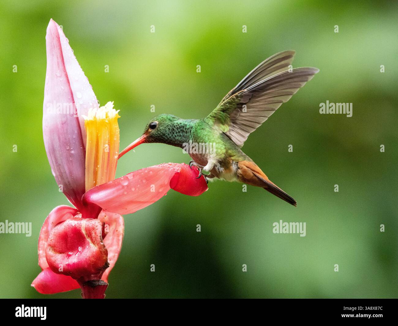 Nahaufnahme eines Kolibri mit Rufous-Schwanz, der Nektar von einer Pflückblume in Ecuador ernährt. Stockfoto